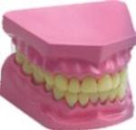 Mounted study models-1